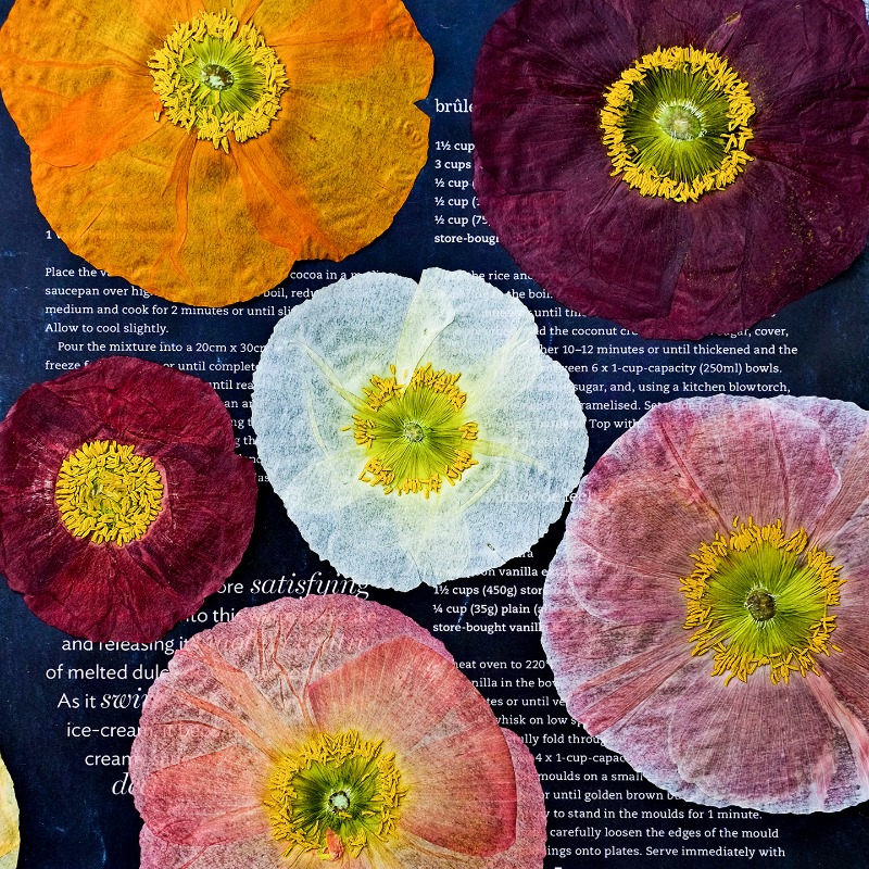 Art And Craft Photos - 1 pièce, Fleurs de pavot de