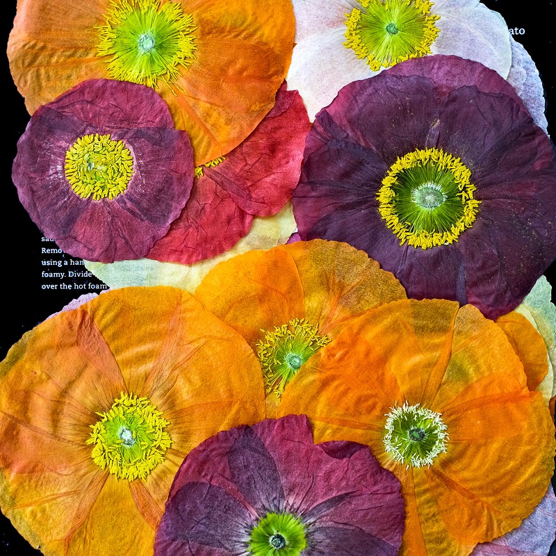 1 pièce, Fleurs de pavot de ca - Art And Craft Photos avis et prix