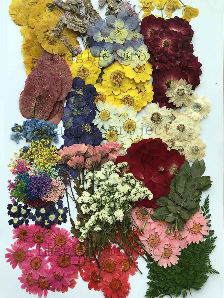 Assortiment de fleurs et feuil - Art Craft 2 Year Olds avis et prix