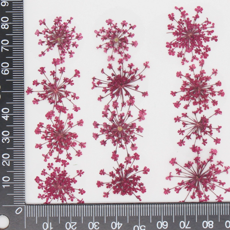 12 pièces, fleurs séchées en r - Art Craft 2 Year Olds avis et prix